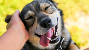 Un perro muestra su alegría.