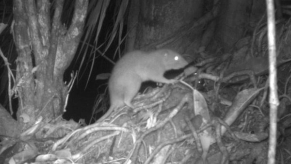 La rata gigante Vangunu es la primera nueva especie de roedor descrita en las Islas Salomón en más de 80 años.  Foto: DR TYRONE LAVERY