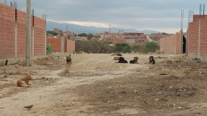 Canes abandonados en una calle de Tarija.