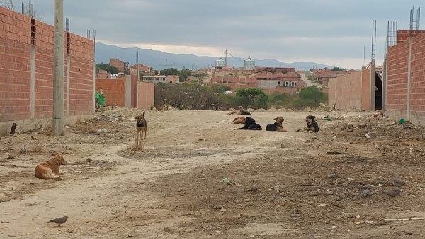 Canes abandonados en una calle de Tarija.}
