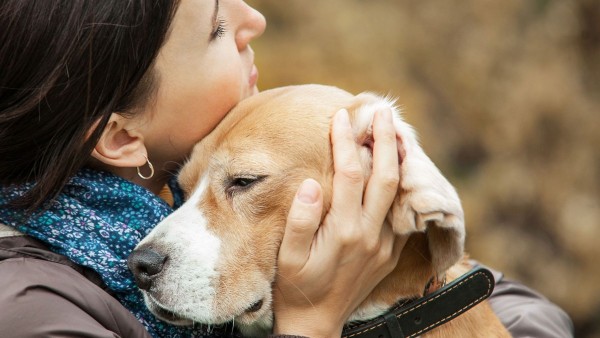 Cuidemos a nuestras mascotas en las fiestas de fin de año.}