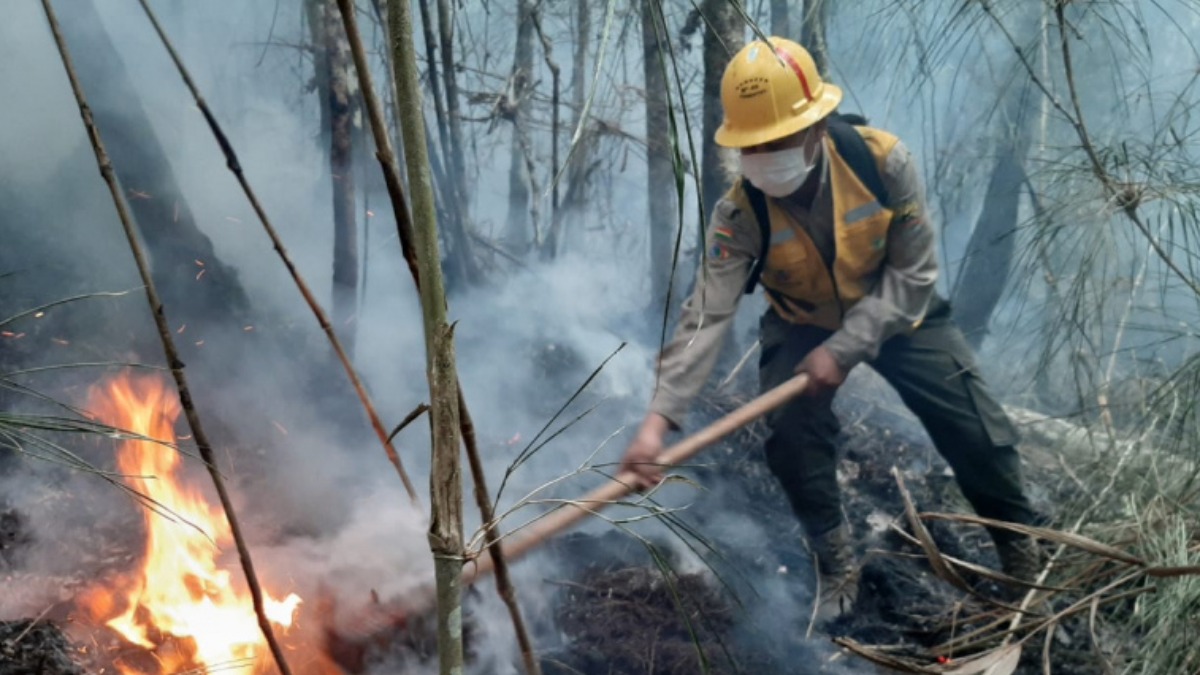 Los incendios consumieron varias hectáreas de bosque.