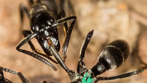 Una hormiga Matabele atiende la herida de otra hormiga cuyas patas fueron arrancadas a mordiscos en una pelea con termitas.  Foto: Europa Press