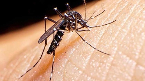 El mosquito 'aedes aegypti', transmisor del dengue.