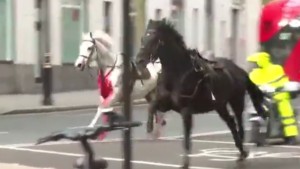 Dos caballos que huyeron por las calles de Londres, Inglaterra.