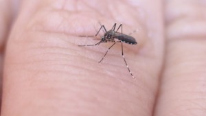 El mosquito Aedes aegypti.