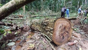 Tala de árboles en la zona de amortiguamiento del Madidi, Ixiamas. Foto: Sumando Voces y La Nube
