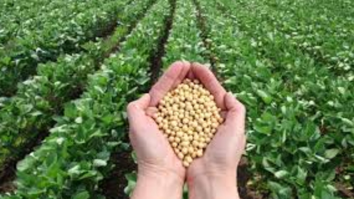 Cultivos de soya.