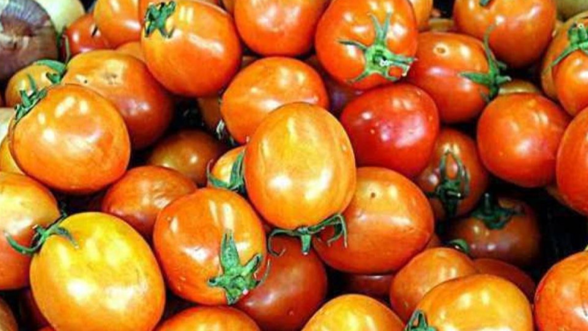 Tomates. Foto: Ilustrativa