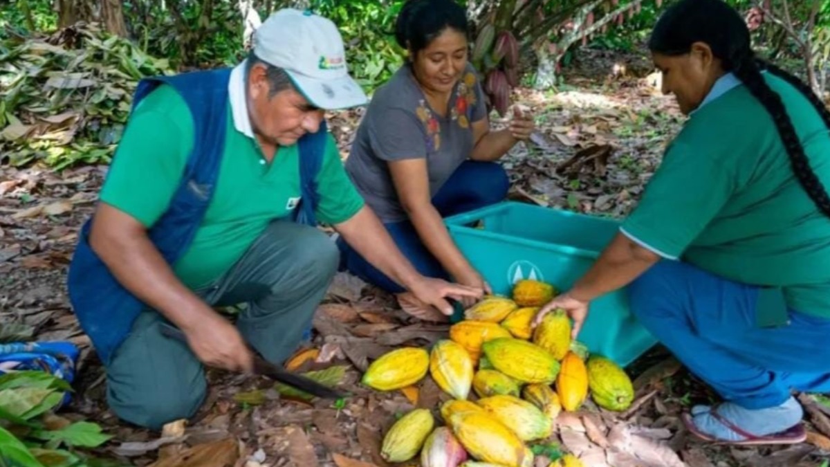 Alto Beni es conocida por su producción de caco. Foto: Internet
