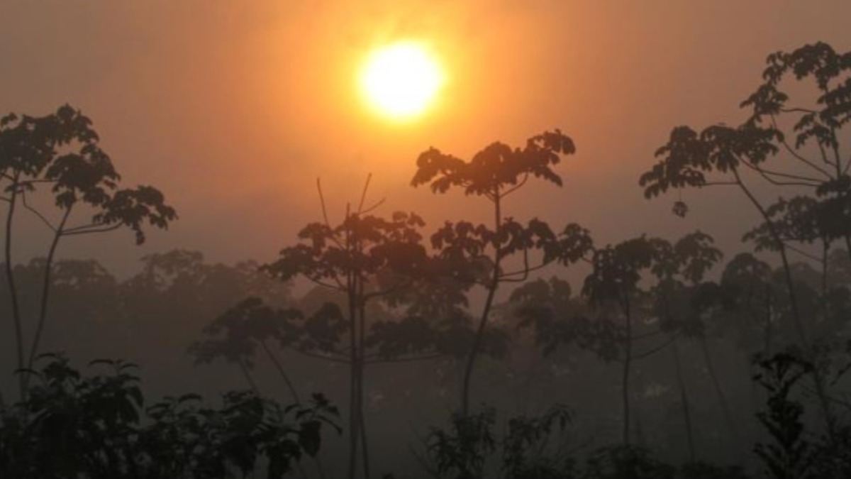 Bosque tropical en Brasil.