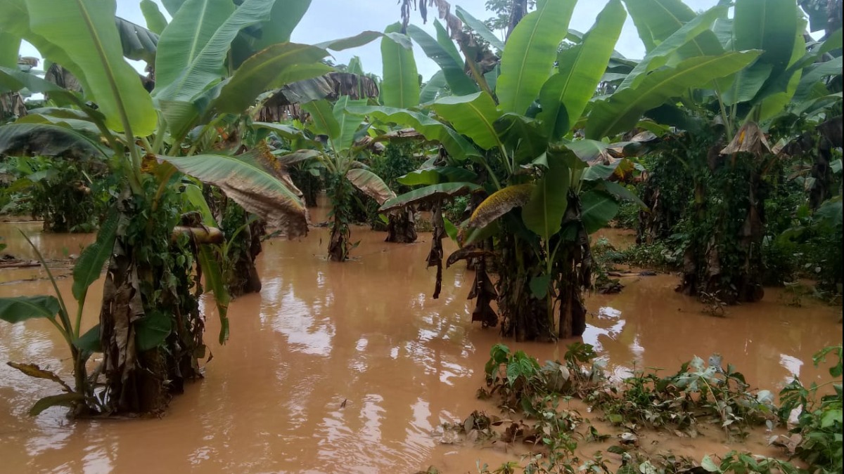 La excesiva lluvia está provocando inundaciones y afectando a las familias tsimane y a sus cultivos. Foto: Cejis