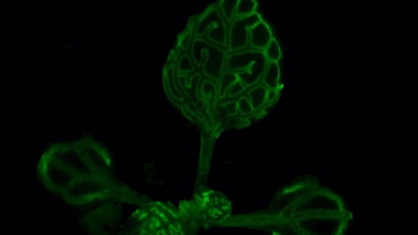 Solución a un misterio centenario sobre la comunicación de las plantas.  Video: UNIVERSIDAD DE CORNELL