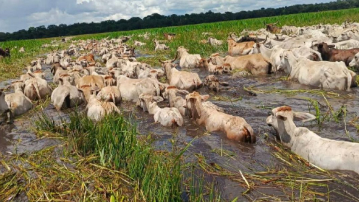 Muchas regiones del país sufren inundaciones. Foto: RRSS