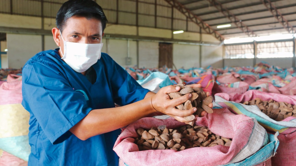 Producción y recolección de castaña. Foto: Cancillería