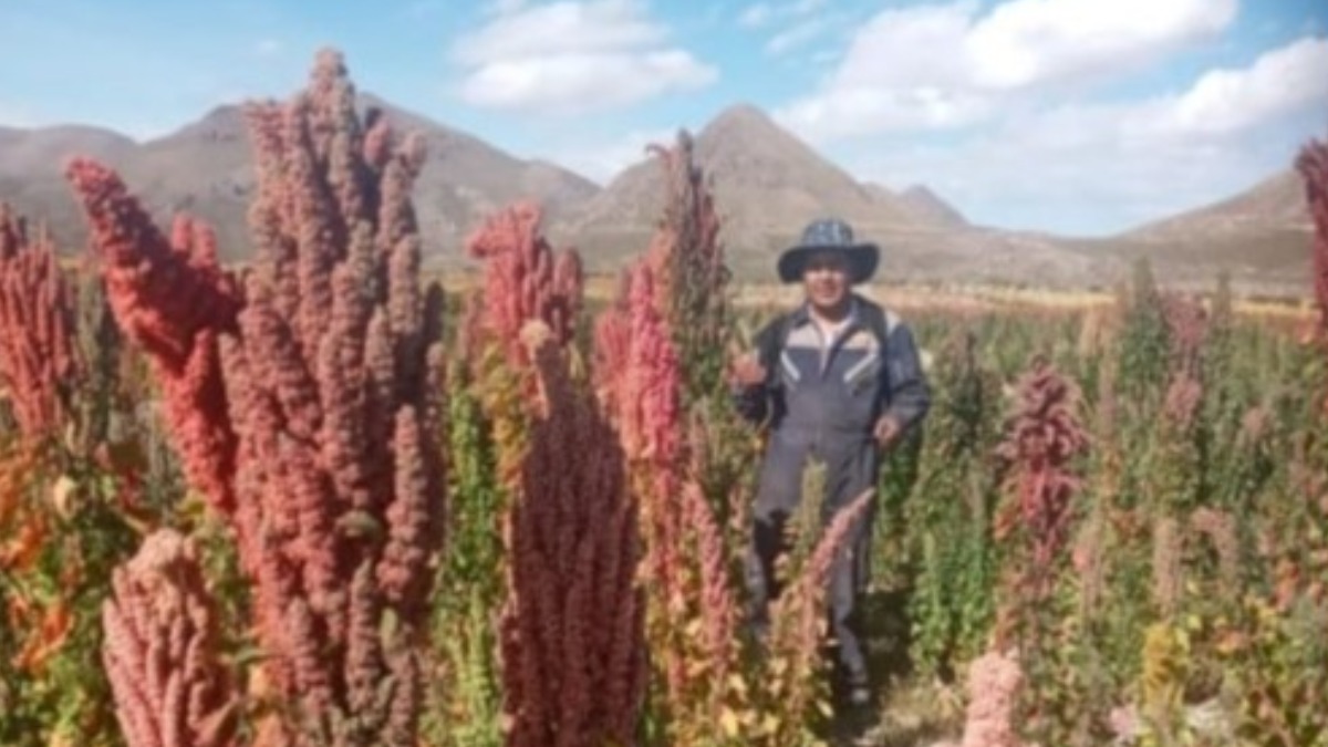 Productores de quinua del altiplano Sur.