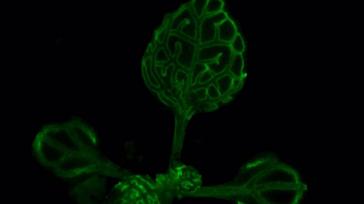 Solución a un misterio centenario sobre la comunicación de las plantas.  Video: UNIVERSIDAD DE CORNELL