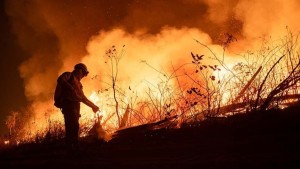 Informe: Cuatro grupos estuvieron detrás de la destrucción de 12,6 millones de hectáreas en 2024
