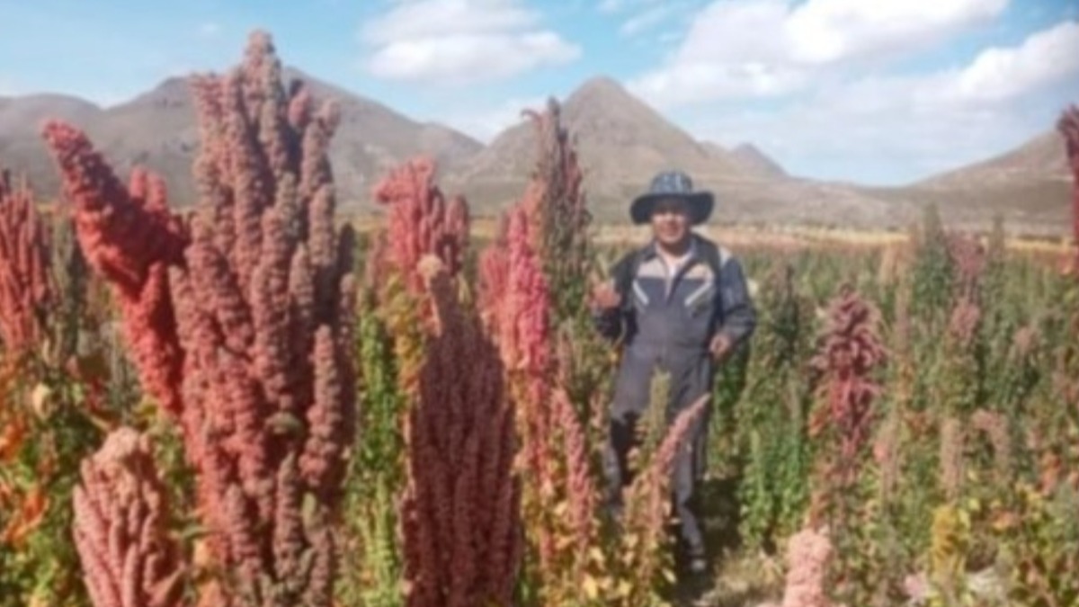 Productores de quinua del altiplano Sur.