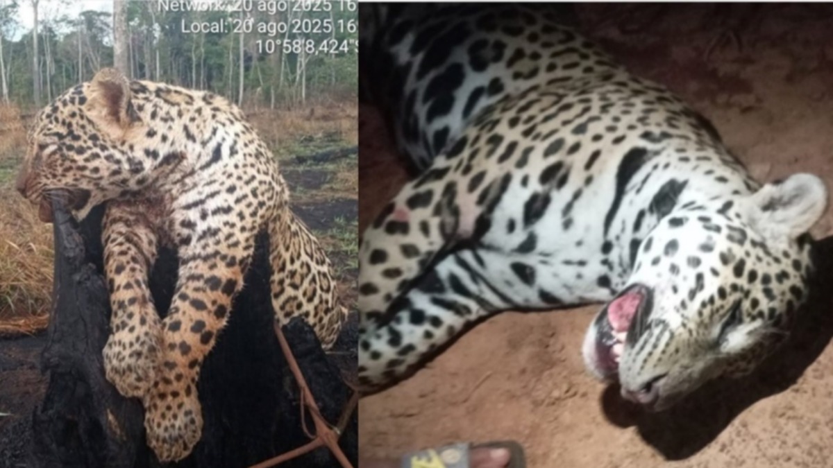 Jaguares asesinados.