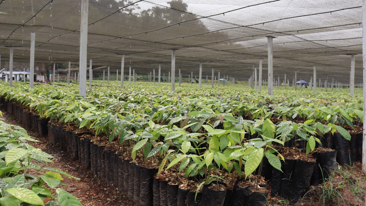 Plantines para la producción de cacao en el Ceibo. Foto: ANF