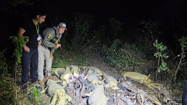 c-caimanes-yacare-encontrados-muertos-foto-comando-d_1759529707.jpg