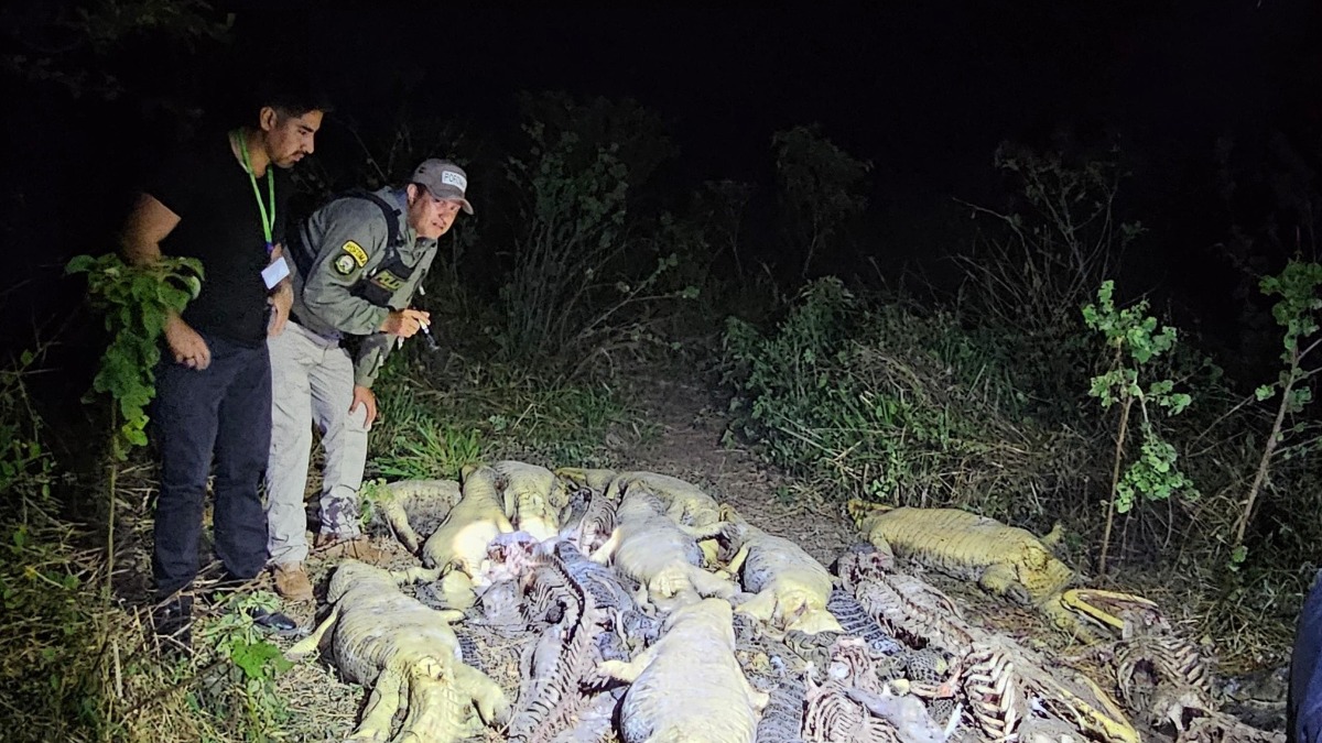 Caimanes yacaré encontrados muertos. Foto: Comando Departamental de Policía Beni