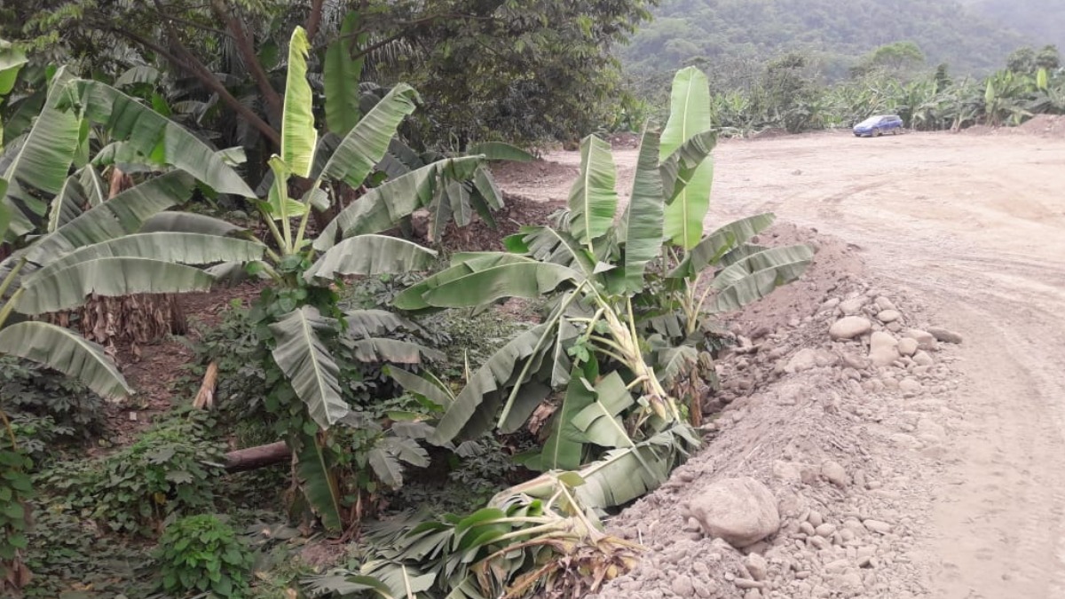 Cultivos agrícolas vienen siendo enterrados por la minería ilegal en Guanay. Foto: cortesía