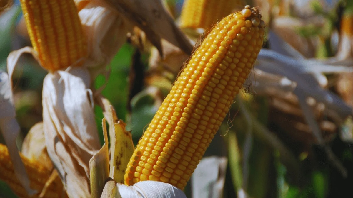 Foto: Agro Sinergia