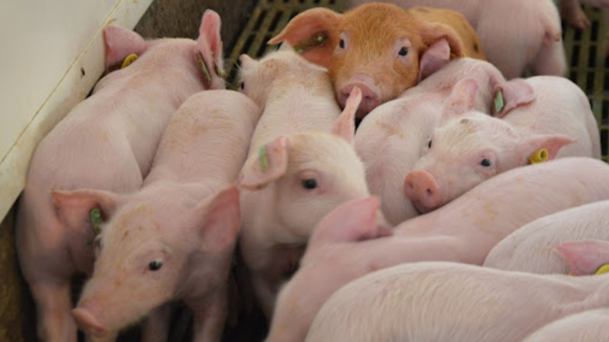 Alerta en España por primer brote de peste porcina en 30 años. Foto: Internet