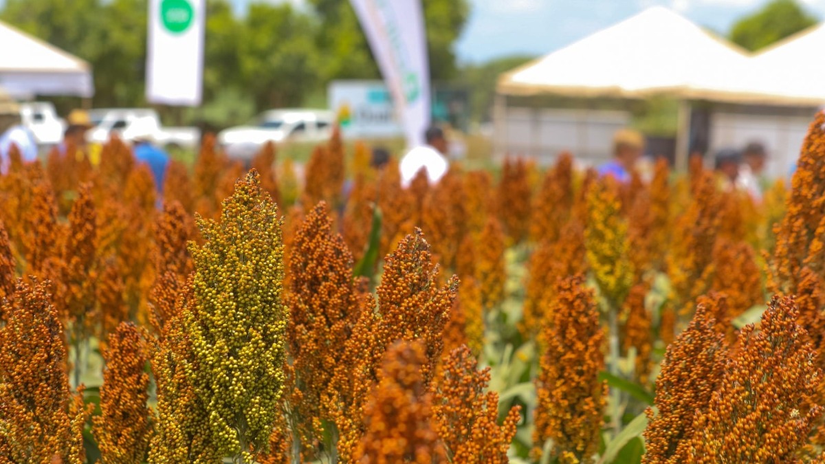 Cultivos de sorgo. Foto: Anapo
