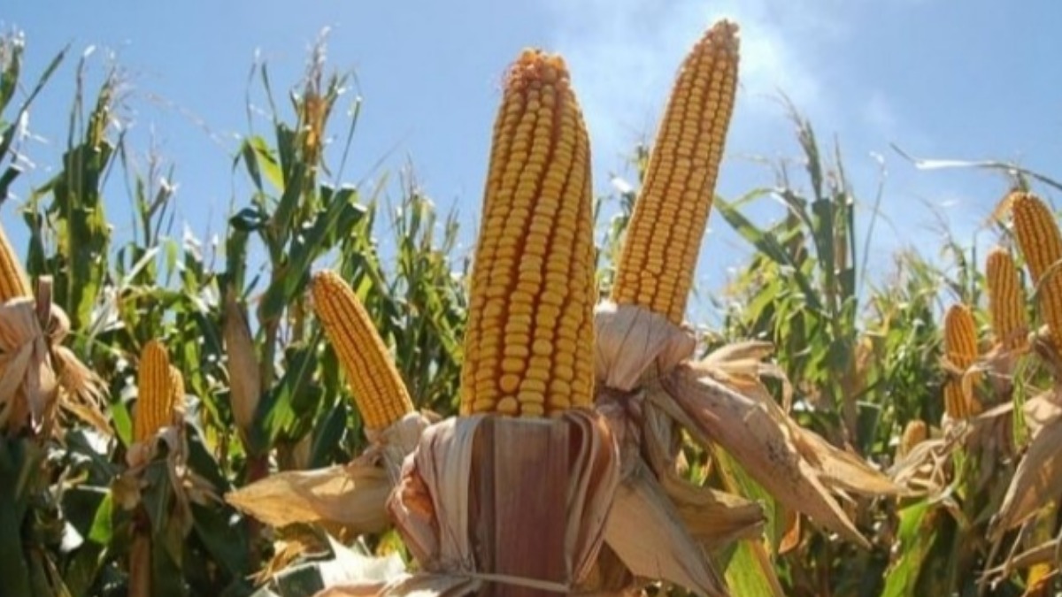Imagen referencial. Foto: AgroAvances