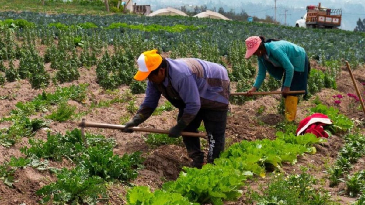 Campesinos trabajando sus tierras. Foto: Internet