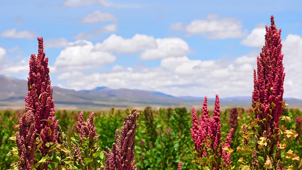 Siembra quinua real, en la región intersalar del Altiplano Sur de Bolivia. Foto: Anapqui