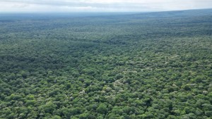 Cámara Forestal alerta que decreto de Paz posibilita revertir derechos forestales para cederlas a un “minúsculo grupo”