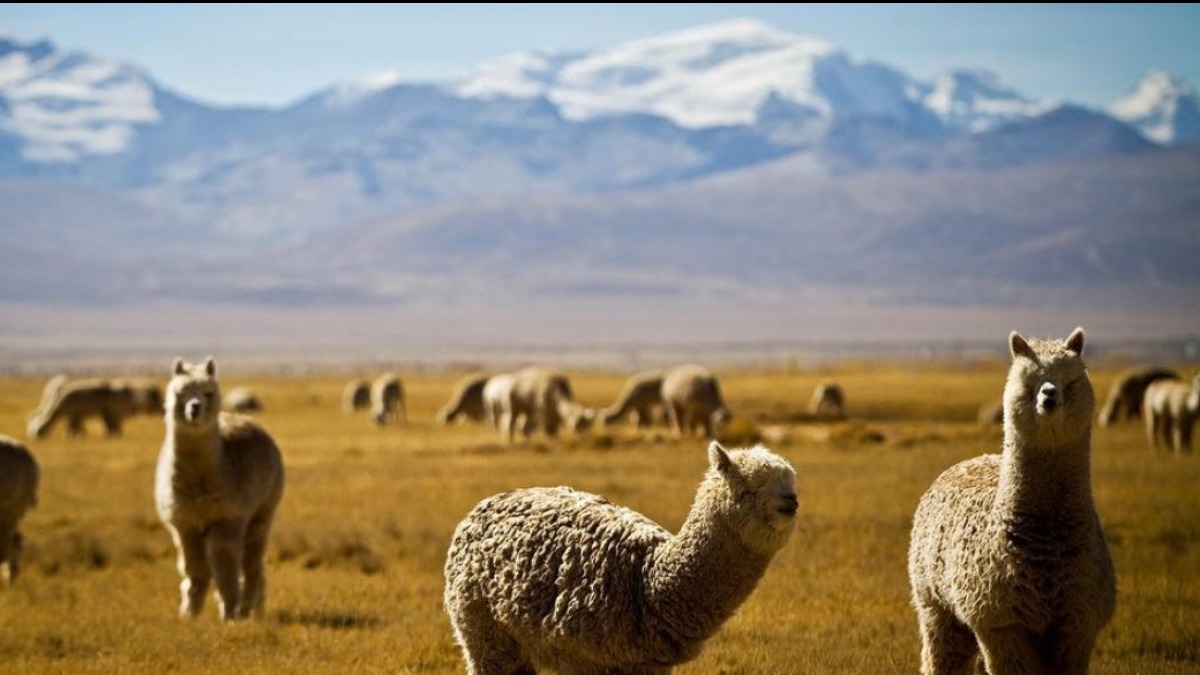 Alpacas Suri. Foto: ONU
