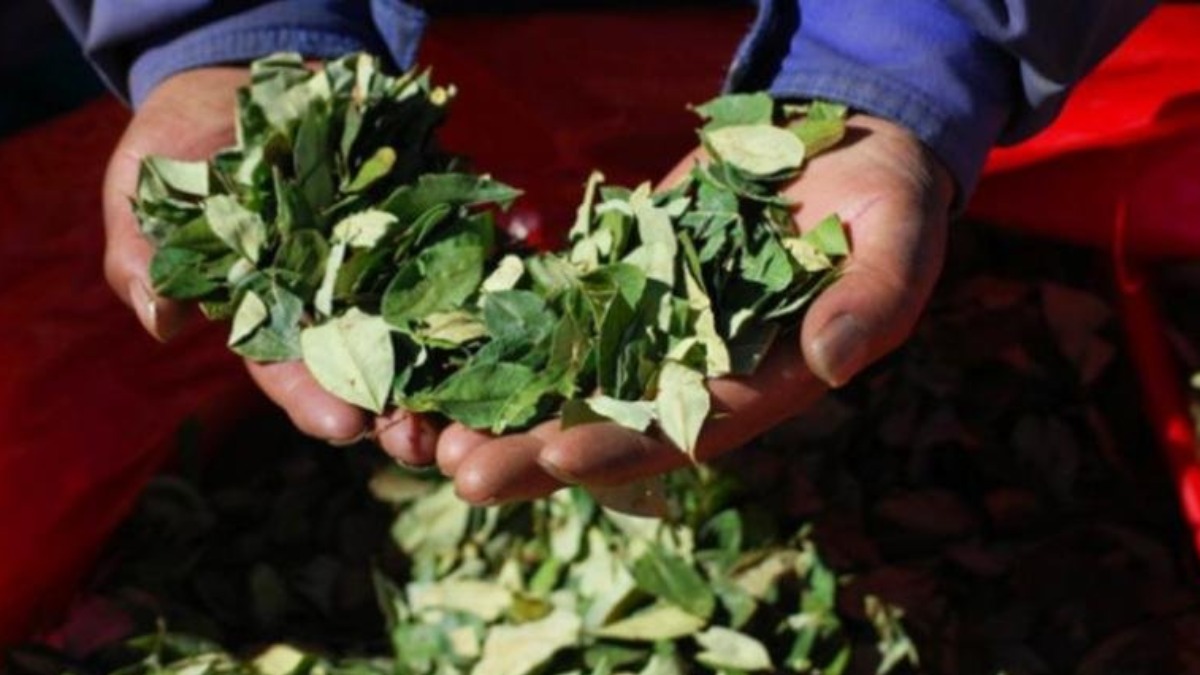 Autoridades buscan determinar la demanda real de coca destinada al acullico. Foto: Referencial RRSS