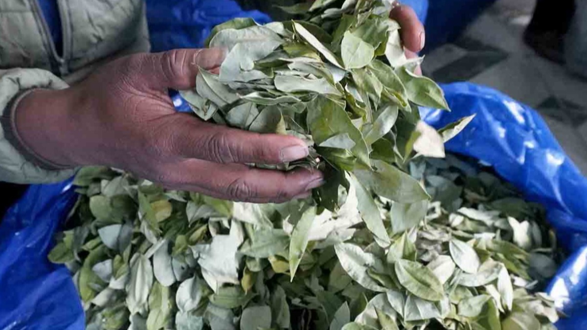 Comercialización de la hoja de coca. Foto: RRSS