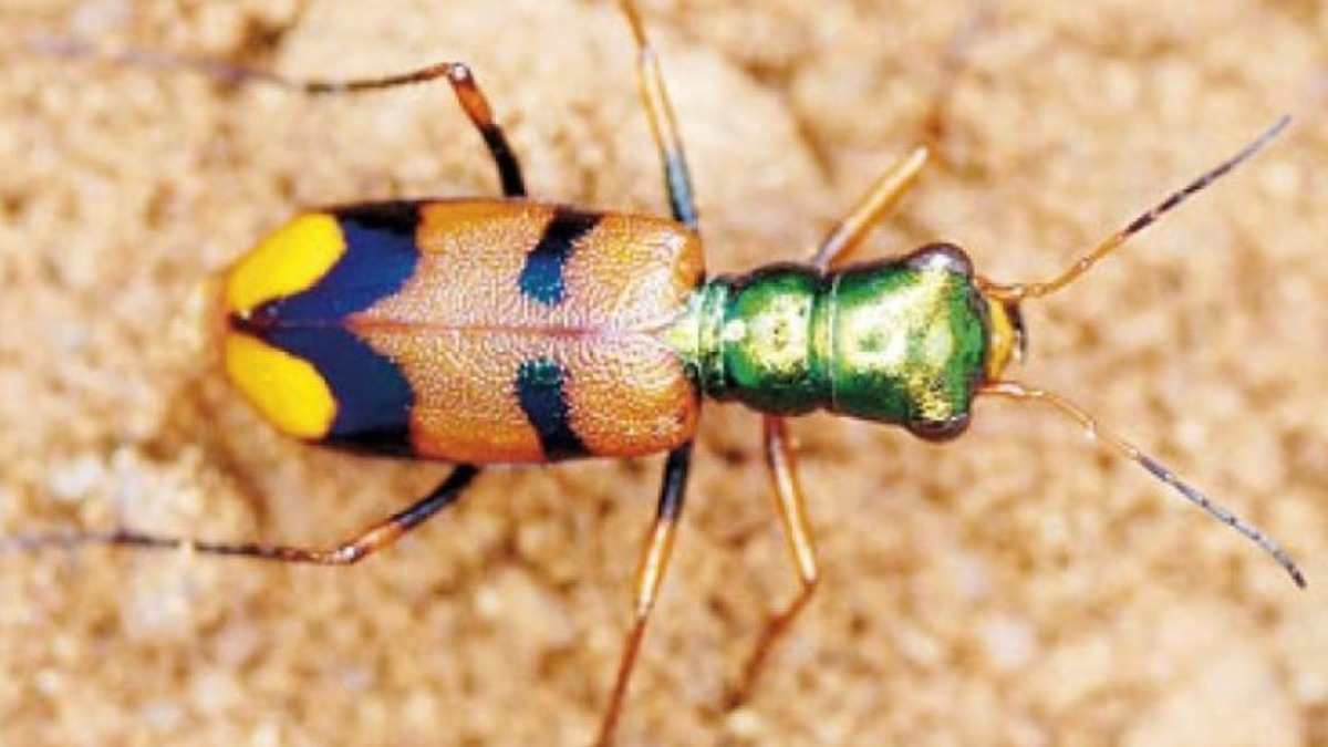 El escarabajo tigre ornamentado, conocido científicamente como Pometon bolivianus.