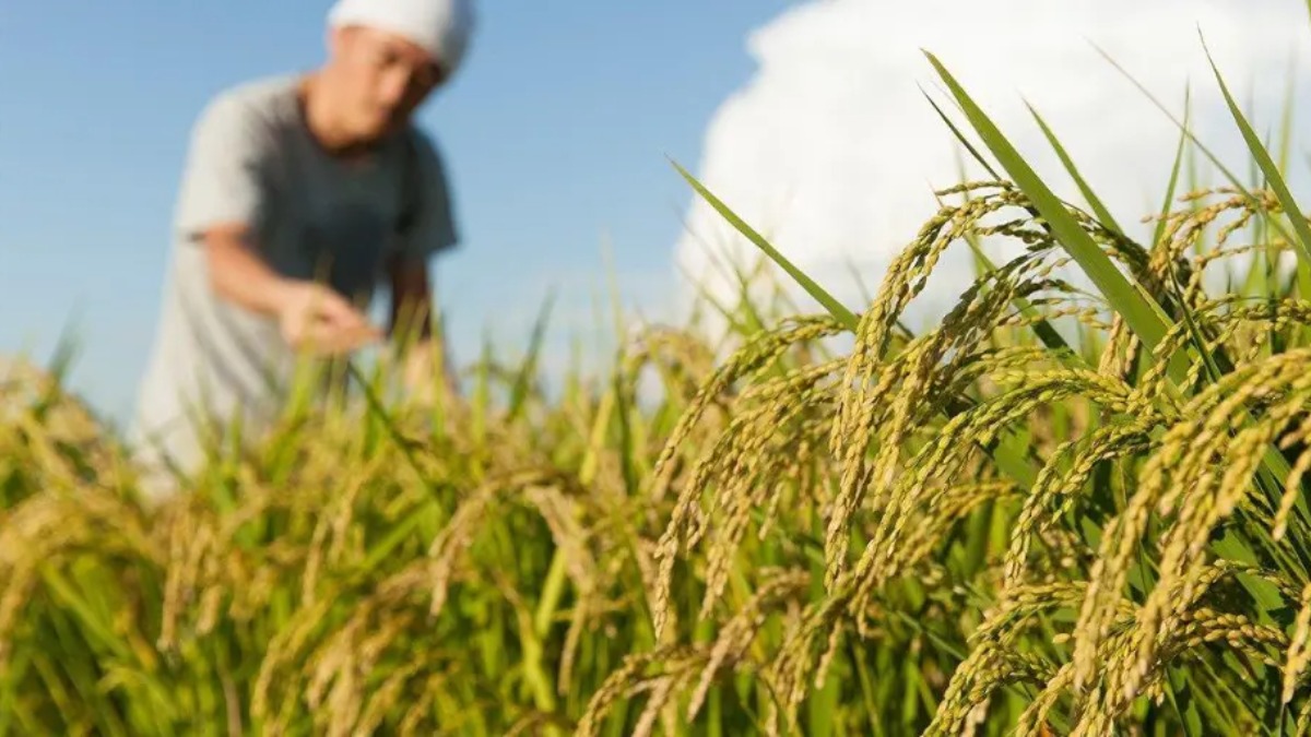 Productores de arroz. Foto referencial