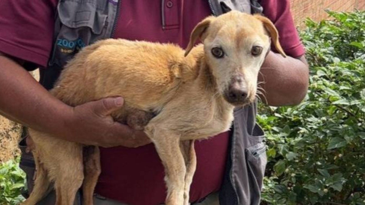 Rescate de un perrito abandonado. Foto: Policía boliviana