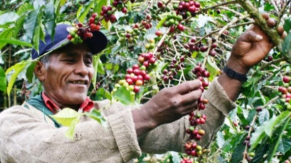 Productor de café. Foto archivo: LP