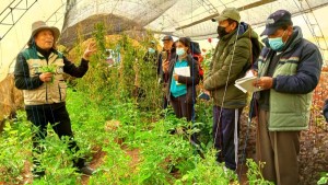 La UMSA respalda con investigación el cultivo de 66 especies adaptadas a ciudades de altura