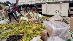 Productores de banano arrojan su producción en las carreteras porque no pudieron llegar a sus destinos debido a los bloqueos. Foto: Canal Rural