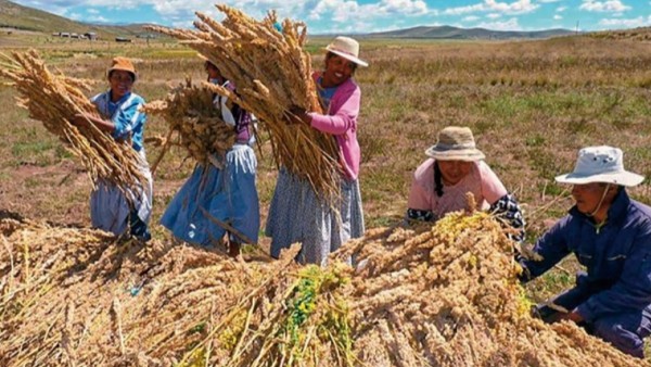 Agricultores de la región de Salinas de Garci Mendoza, Oruro, cosechan quinua. Foto: Correo del Sur