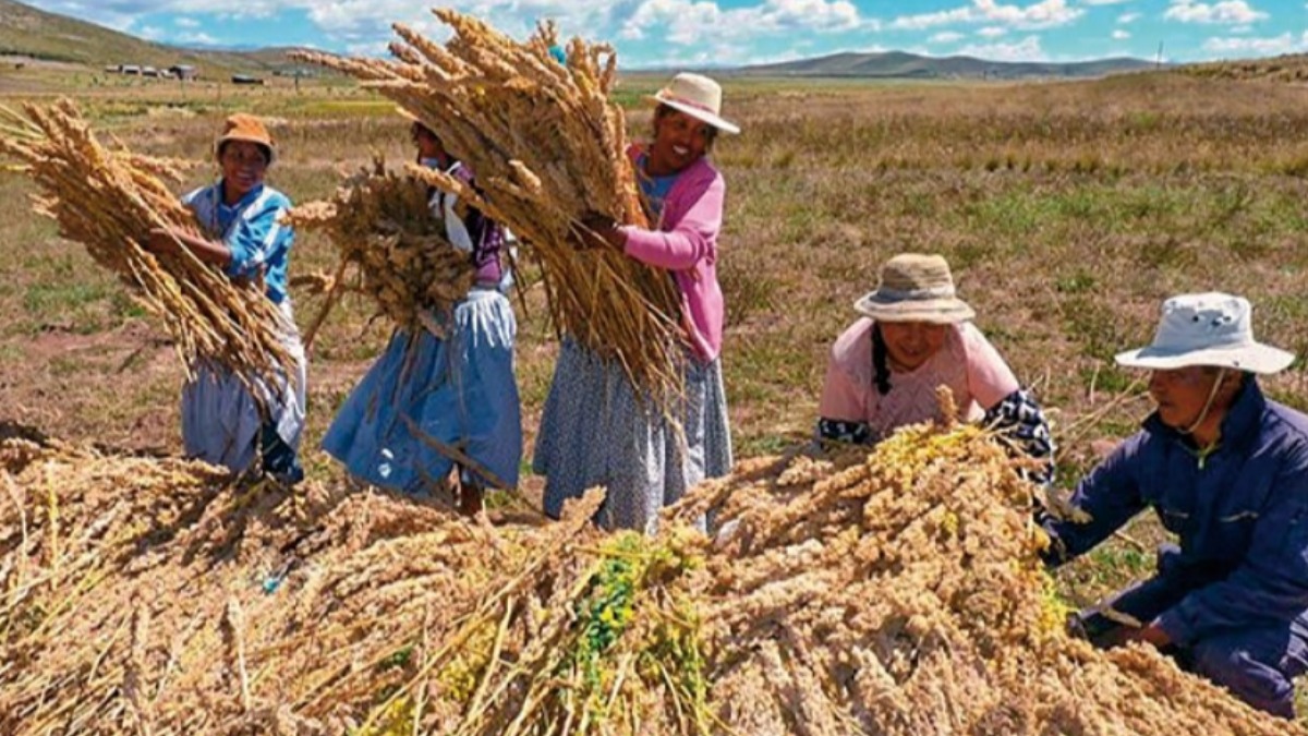 Agricultores de la región de Salinas de Garci Mendoza, Oruro, cosechan quinua. Foto: Correo del Sur