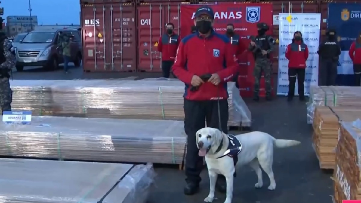 Can antidroga en el operativo de detección de madera boliviana impregnada con droga. Foto: Chilevisión