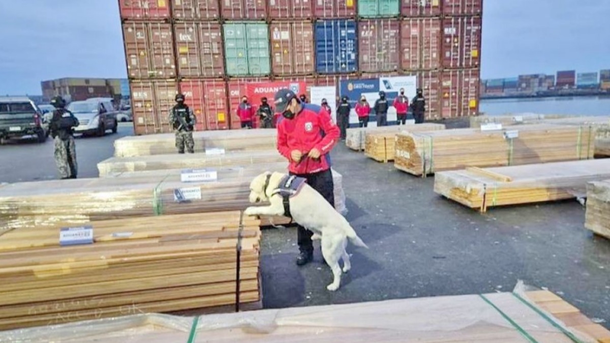 Las tablas de maderas que estaban impregnadas por drogas. Foto: RRSS
