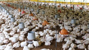 Una granja de pollos. Imagen referencial
