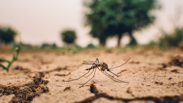 Las altas temperaturas y las precipitaciones intensas favorecen la reproducción del mosquito. Foto: Unifranz